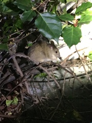 Rattus rattus