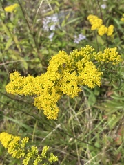 Solidago nemoralis