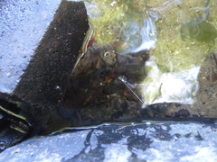 Astacus astacus