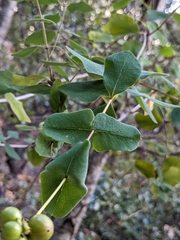 Lonicera hispidula