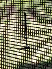 Emesaya brevipennis