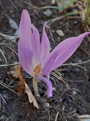 Colchicum lusitanum