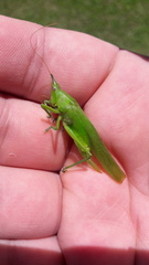 Pyrgocorypha rogersi