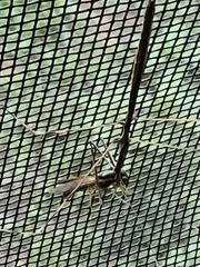 Emesaya brevipennis