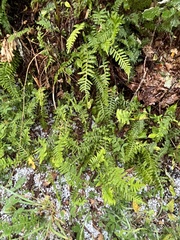 Polypodium vulgare