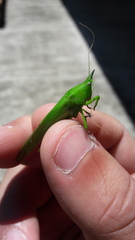 Pyrgocorypha rogersi