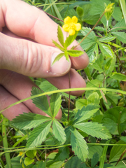 Potentilla simplex