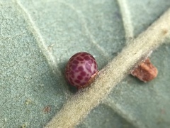 Neuroterus anthracinus