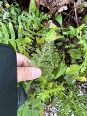 Polypodium vulgare
