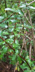 Berberis thunbergii