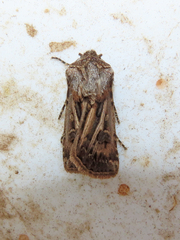 Agrotis gladiaria