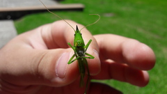 Pyrgocorypha rogersi