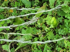 Muhlenbergia mexicana