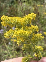 Solidago nemoralis