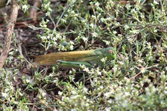 Locusta migratoria