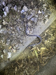 Bungarus multicinctus