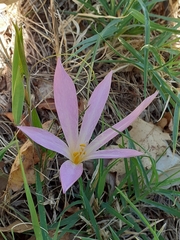Colchicum lusitanum