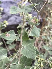 Brickellia californica