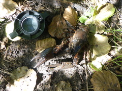 Astacus astacus