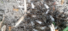 Acanthomyops