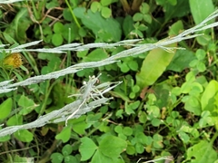 Muhlenbergia mexicana