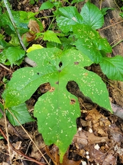 Vitis aestivalis
