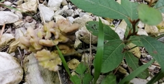 Clavulina cinerea