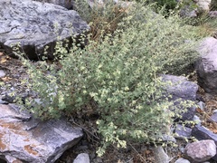 Brickellia californica