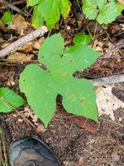 Vitis aestivalis