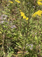 Solidago nemoralis