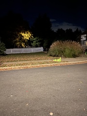 Vulpes vulpes fulvus