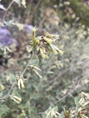 Brickellia californica