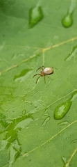 Araniella displicata