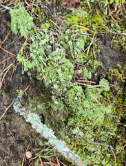 Cladonia chlorophaea