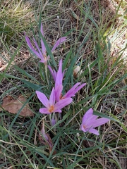 Colchicum lusitanum