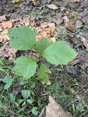Platanus occidentalis