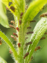 Uroleucon nigrotuberculatum