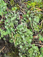 Cladonia chlorophaea