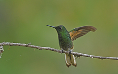 Boissonneaua flavescens