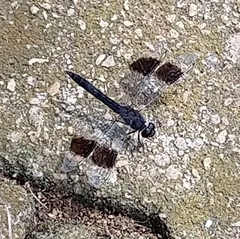 Brachythemis leucosticta
