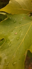 Araniella displicata