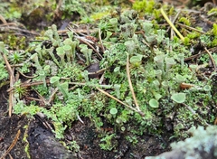 Cladonia chlorophaea