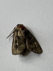 Lacinipolia renigera