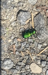 Cicindela sexguttata