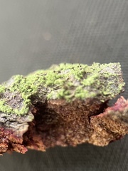 Chaenotheca chrysocephala