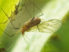 Uroleucon nigrotuberculatum