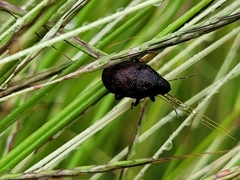 Orsilochides variabilis