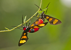Euchromia elegantissima