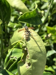 Polistes gallicus
