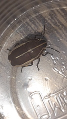 Agonosoma flavolineatum